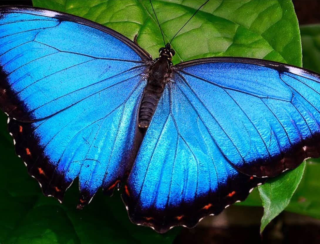 Morpho-Butterfly